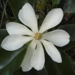 JAGUILLA_Magnolia_portoricensis_flORES_OMAR_FOTO_3-150x150.jpg